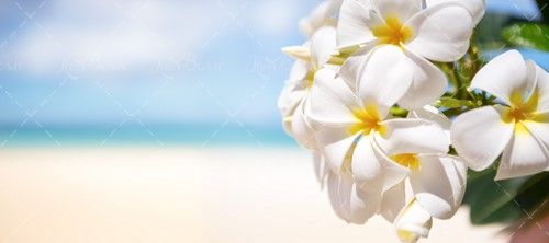 گل ،گل طبیعی گل سفید شکوفه 
