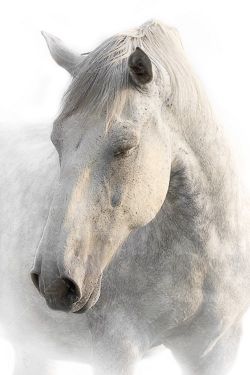 اسب سفید اسب غمگین 