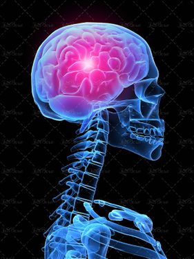 مغز آناتومی بدن انسان علوم پزشکی