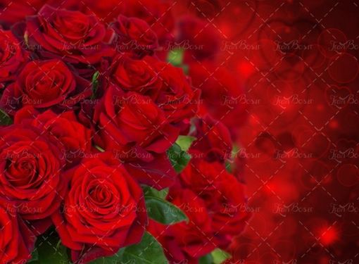 بکگراند گل رز قرمز 