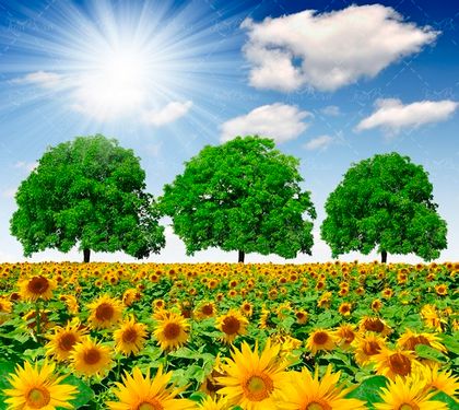 بکگراند گل آفتابگردان 