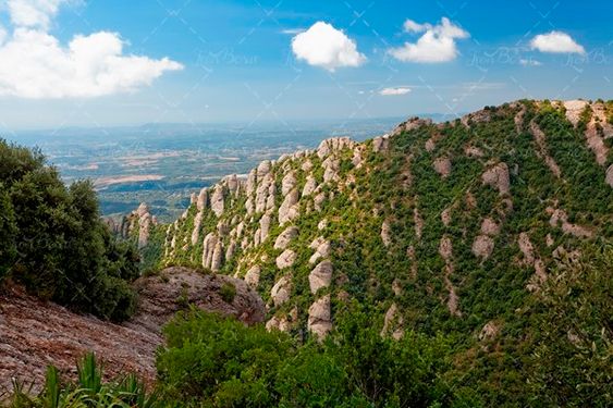 بکگراند پوشش گیاهی طبیعت 