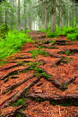 پس زمینه جنگل درخت  بکگراند 