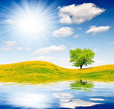 بکگراند خورشید  و درخت 