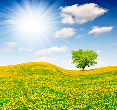 بکگراند خورشید  و درخت1 