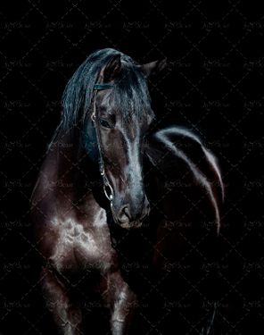 حیوان اسب مشکی اسب سیاه 