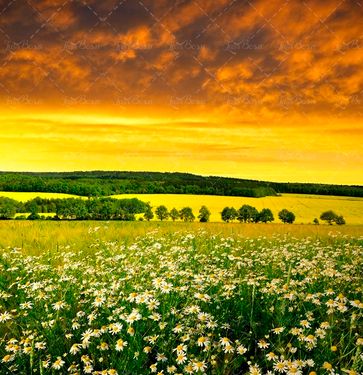 بهار طبیعت منظره گل 