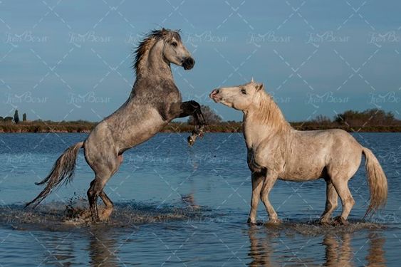 اسب اسب سفید اسب رودخانه 