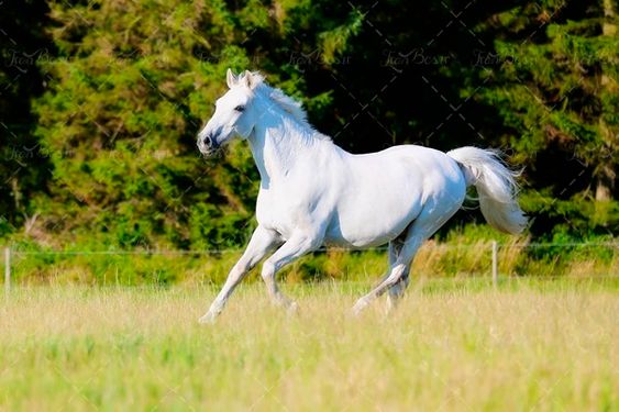 اسب سفید اسب وحشی 