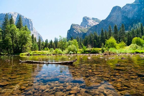 طبیعت تابستان جنگل رودخانه 