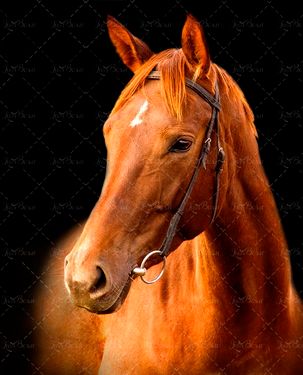 اسب قهوه ای اسب مسابقه 