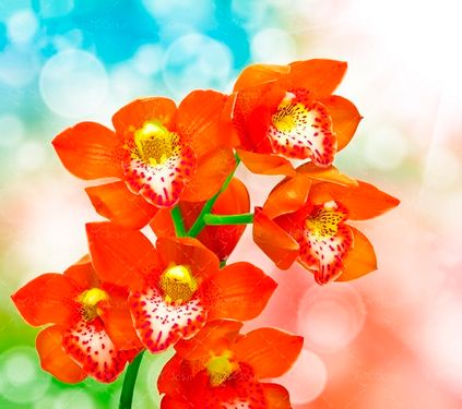 شکوفه سرخ شکوفه قرمز 