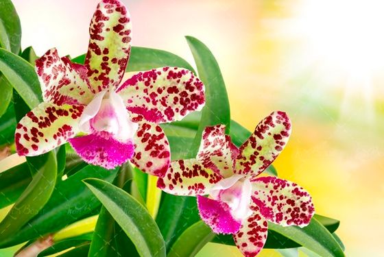 شکوفه بهاری ،بهار شکوفه درخت 