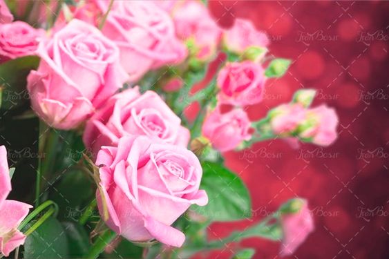 دسته گل گل مناسبتی4