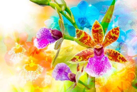 گل شکوفه بهار شکوفه رنگی 