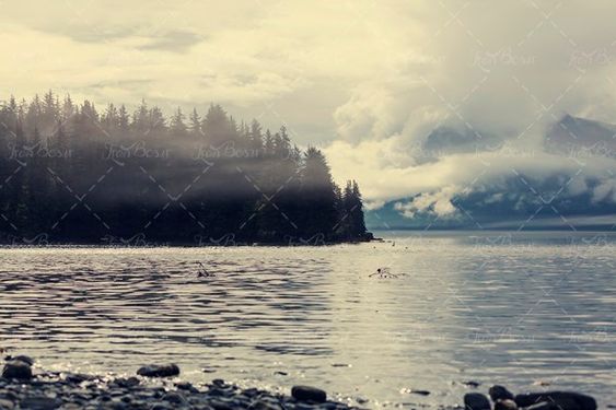 دریاچه هوای مه آلود جنگل کوه 