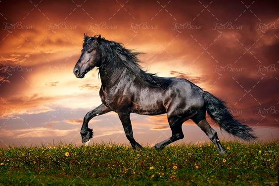 اسب مشکی وحشی در طبیعت