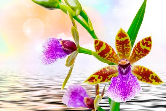 شکوفه نارنجی رنگ بهار 