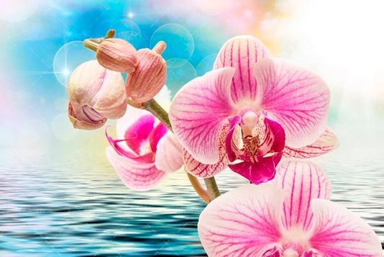 شکوفه صورتی و سفید بهاری 