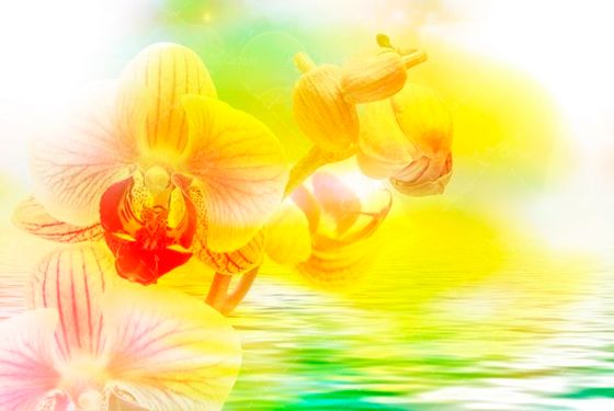 گل زرد قرمز 