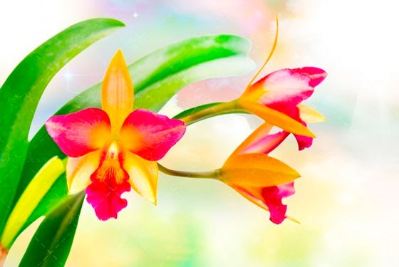 گل قرمز رنگ 