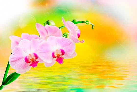 گل بنفش سفید 