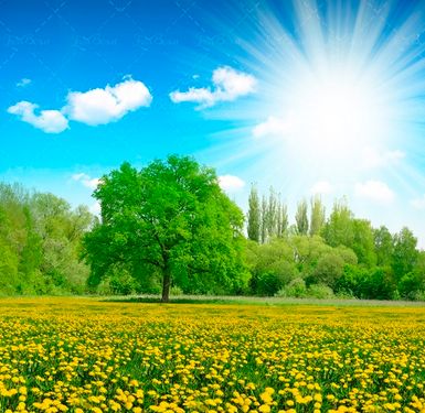 منظره درخت چشم انداز دشت گل 