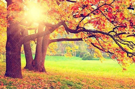 چشم انداز پاییز برگ ریزان درخت2 