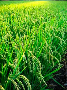 منظره چشم انداز مزرعه ذرت 