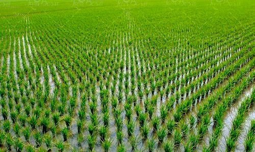 مزرعه برنج شالیزار برنج بهار 
