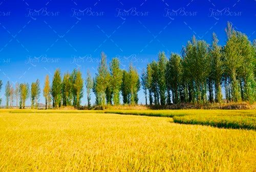 آسمان آبی مزرعه گندم 