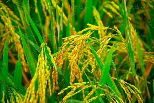 آسمان آبی مزرعه گیاه جارو 