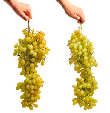 میوه فروشی انگور سفید 