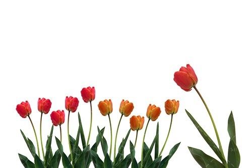 گل لاله گل بهاری 