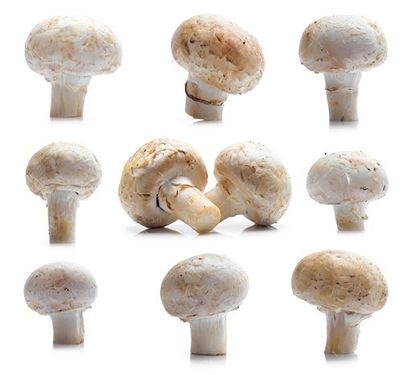 تولید قارچ گلخانه ای قارچ 