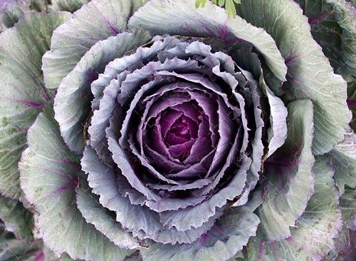 گل گل بنفش 4