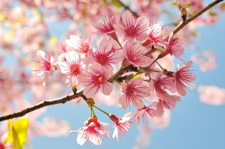 طبیعت منظره شکوفه درخت گل بهار