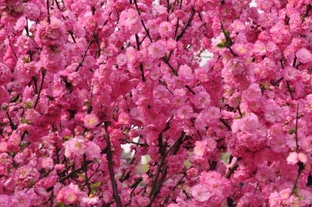 طبیعت منظره شکوفه درخت گل بهار 2