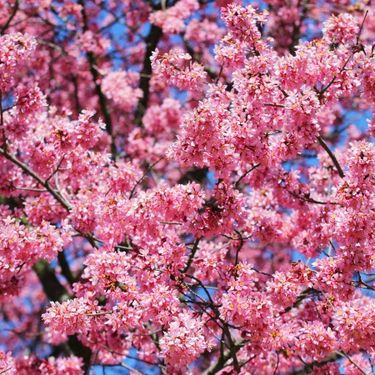 طبیعت منظره شکوفه درخت گل بهار 4