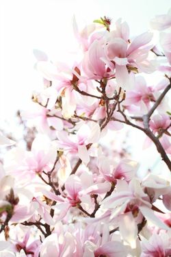 فصل بهار طبیعت درخت گل شکوفه 1