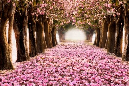 طبیعت بسیار زیبا شکوفه گل بهار