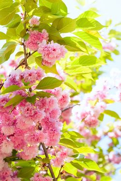 طبیعت فصل بهار گل شکوفه 1
