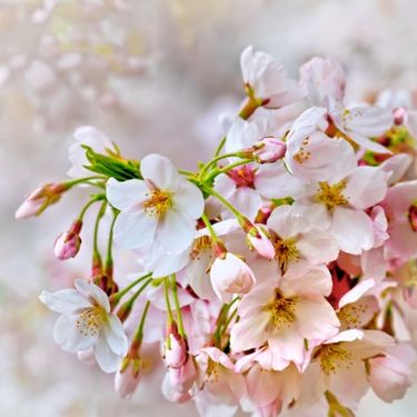 طبیعت فصل بهار گل شکوفه 3