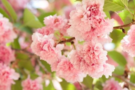 طبیعت فصل بهار گل شکوفه 5