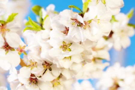 شکوفه گل طبیعت فصل بهار 1