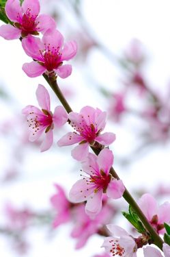 شکوفه گل طبیعت فصل بهار 2