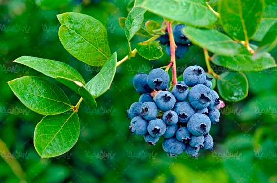میوه فروشی آب میوه بلوبری