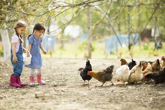 کودک دختر بچه مرغ مزرعه