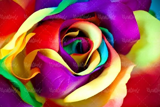 گلفروشی گالری گل و گیاه غنچه گل