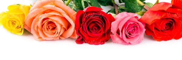 گلفروشی گالری گل و گیاه غنچه گل